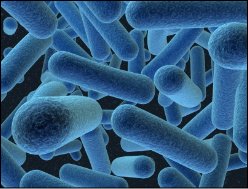 E.coli Water Contamination