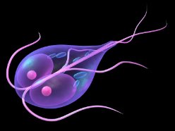 Giardia lamblia Contamination